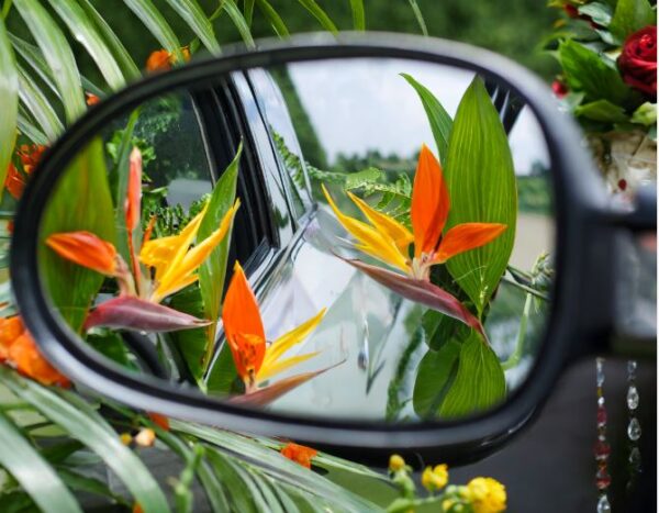 Décoration de voiture - rétroviseurs - pack Tropical